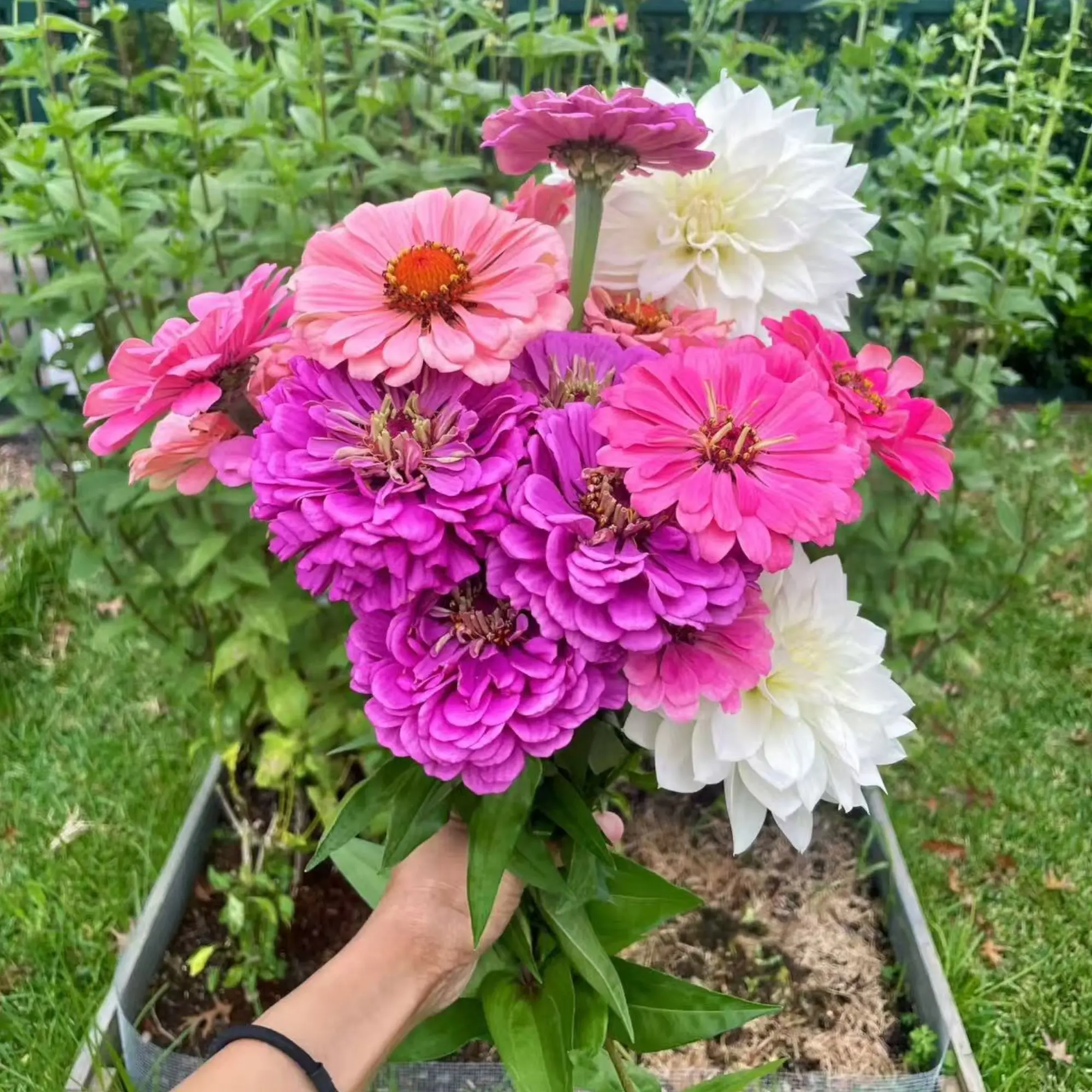 50 Mixed Zinnia Seeds – Multi-Color Double Blooms, Easy Annual for Summer Garden
