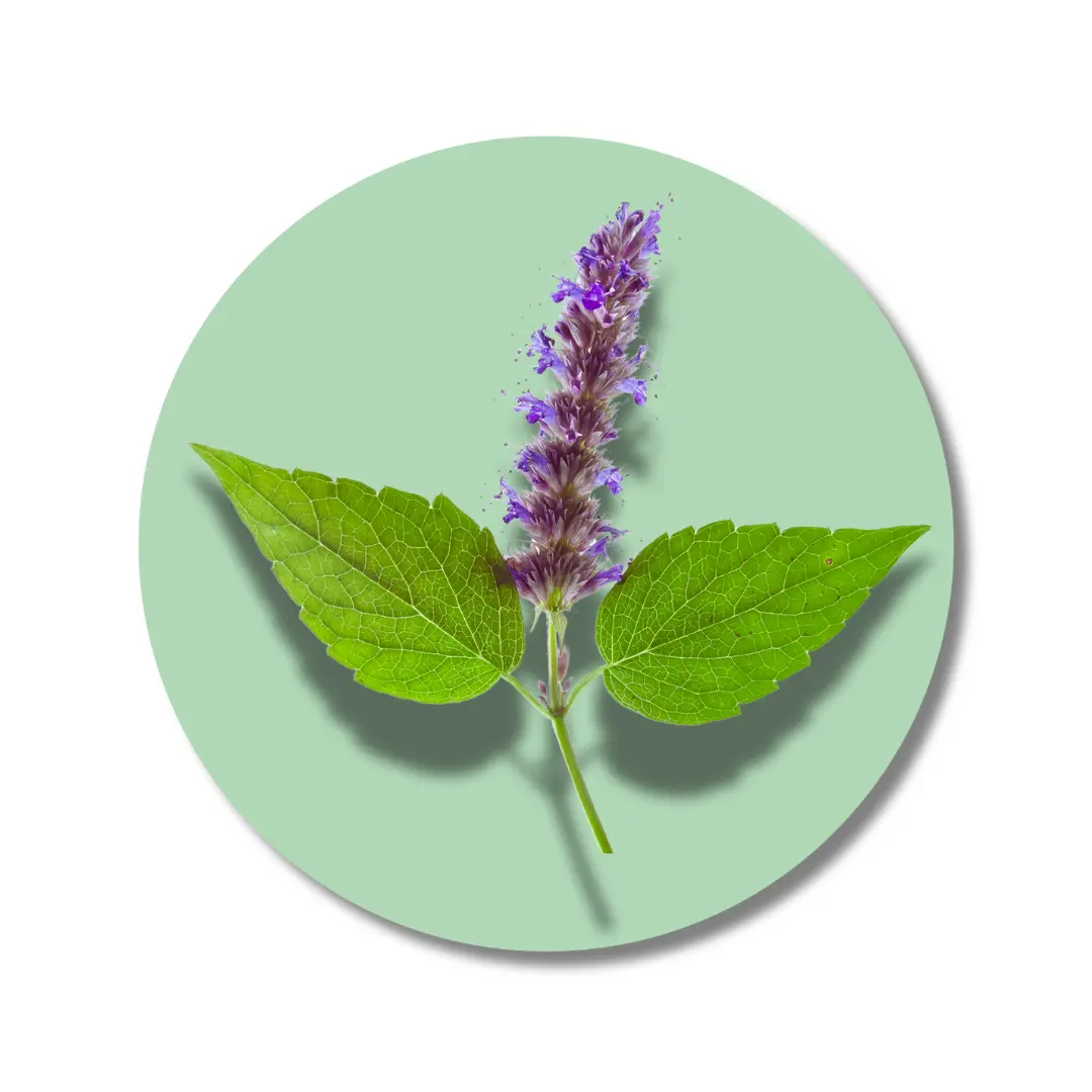 ēma fragrance, Mystic Patchouli Solid Perfume Pod- Customizable Fragrance (2g), Warm, Woody, Fresh