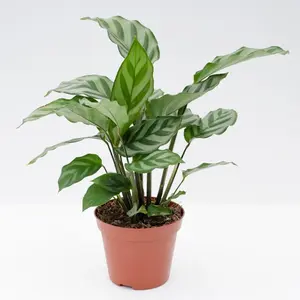 Calathea Freddie - Live Plants in 4 Inch Growers Pots - Calathea Concinna 'Freddie' - Beautiful and Elegant Easy Care Indoor Houseplants from The Nursery