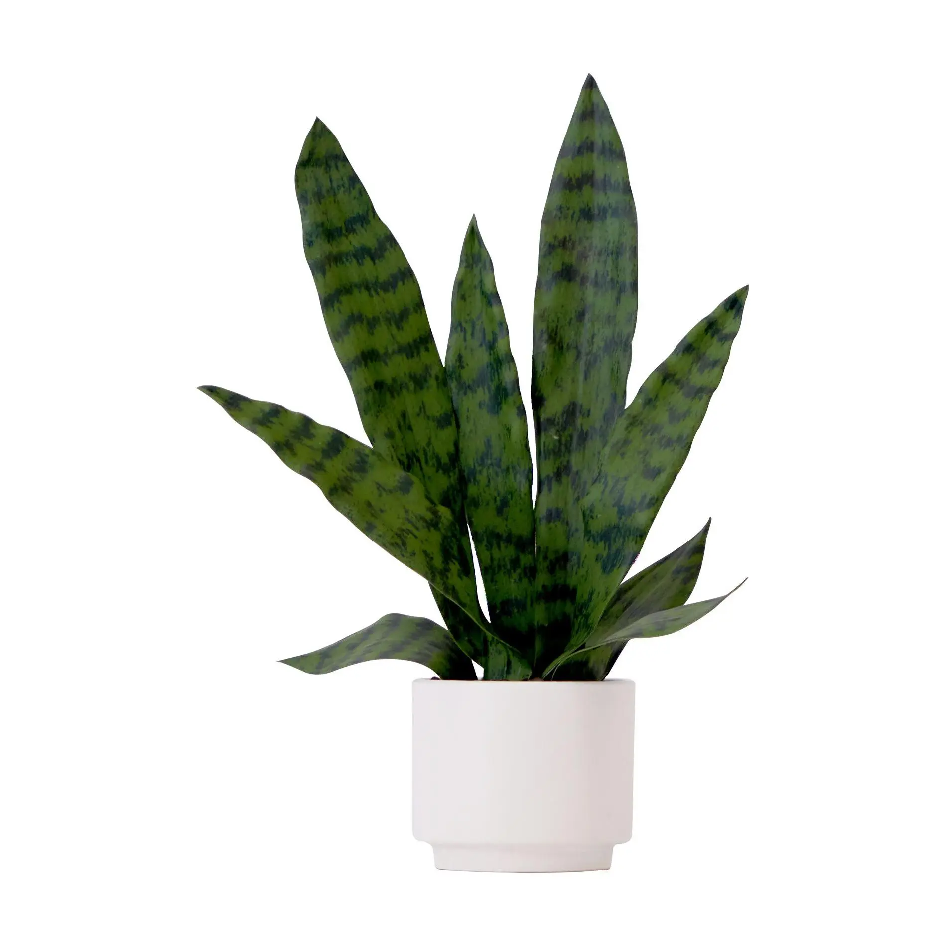 Nearly Natural 16"Artificial Sansevieria SnakePlant w Planter Nearly Natural 16"Artificial Sansevieria SnakePlant w Planter