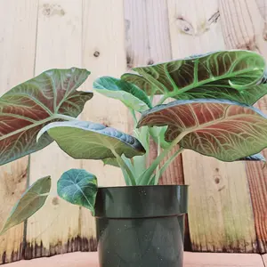 LIVE PLANT 2ft Alocasia Maharani Grey dragon - Green jewel Elephant Ear decoration for yard or home