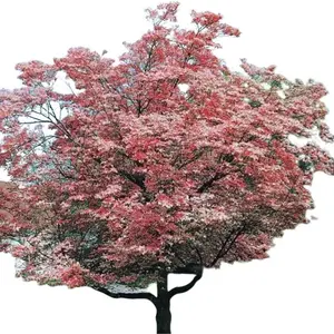 Set of 2 Pink Dogwood Trees – Live Plants – 10-18" Tall – In Quart Pot – Hardy & Low Maintenance – No Ship To AK, HI & P.R