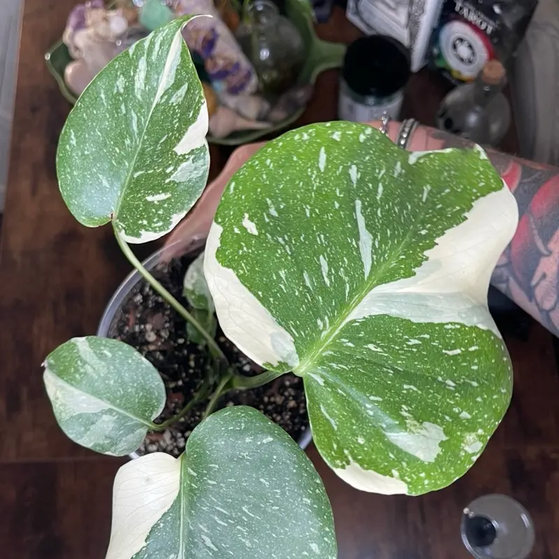 Monstera Thai Constellation | Established Plant | 6” Clear Nursery Pot