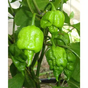 Trinidad scorpion green, Pepper Seeds  (capsicum chinense)