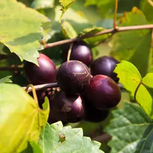 'Delicious' Muscadine Grape Vine - Vitis rotundifolia - Live Plant