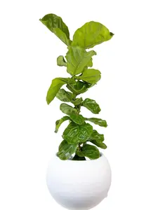 STATEMENT Fiddle Leaf Fig x Bola Self Watering