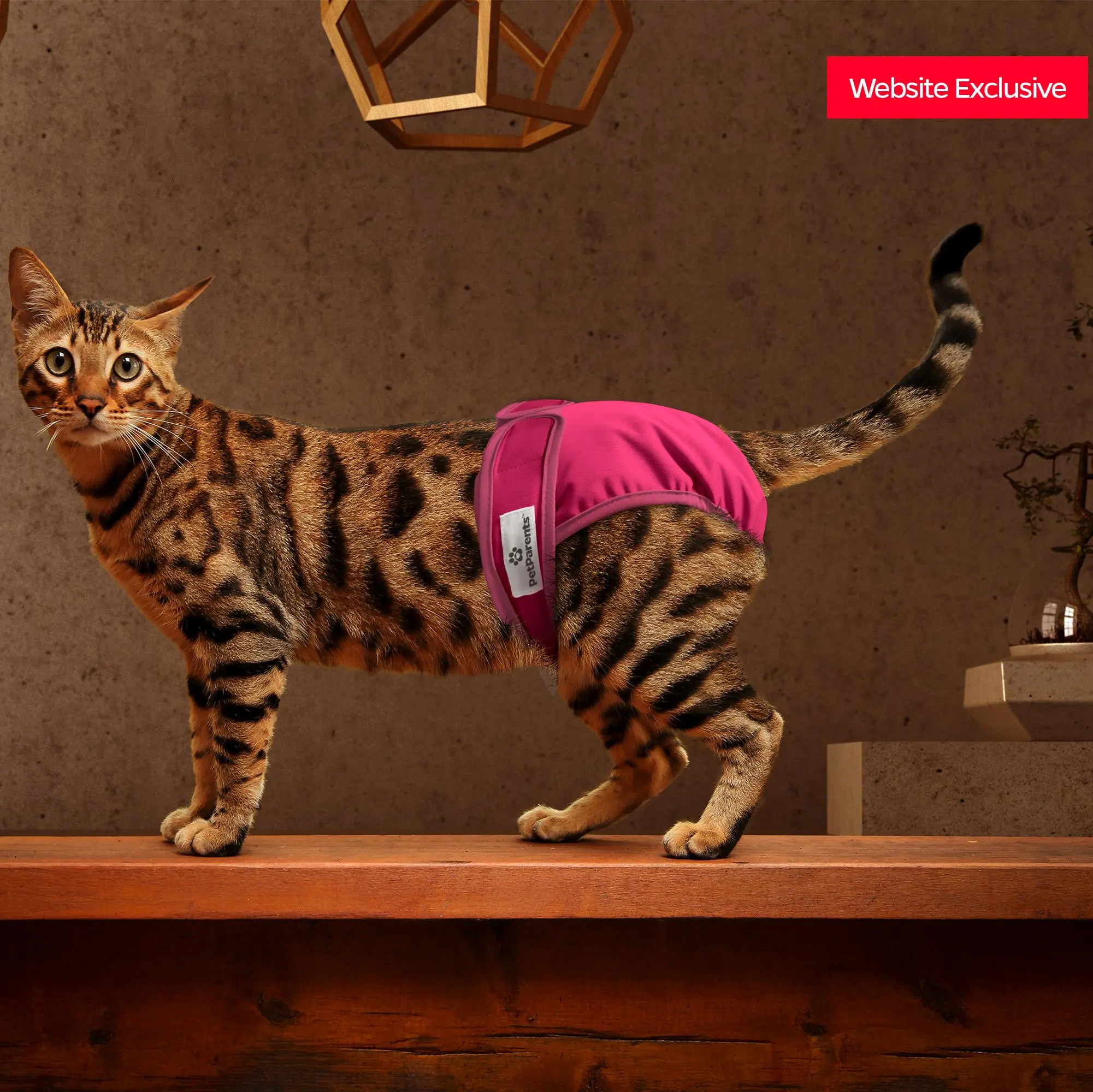 Cat Diapers (3-Pack)