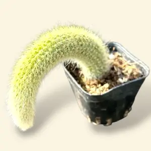 Monkey Tail Cactus 2”