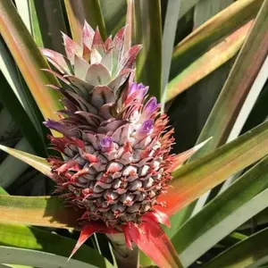 Sugarloaf Pineapple Plant