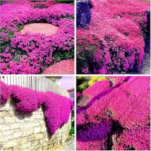 20000pcs Creeping Thyme Seeds for Planting Perennial Ground Cover Plants Heirloom Flowers Non-GMO Thymus Serpyllum Seed