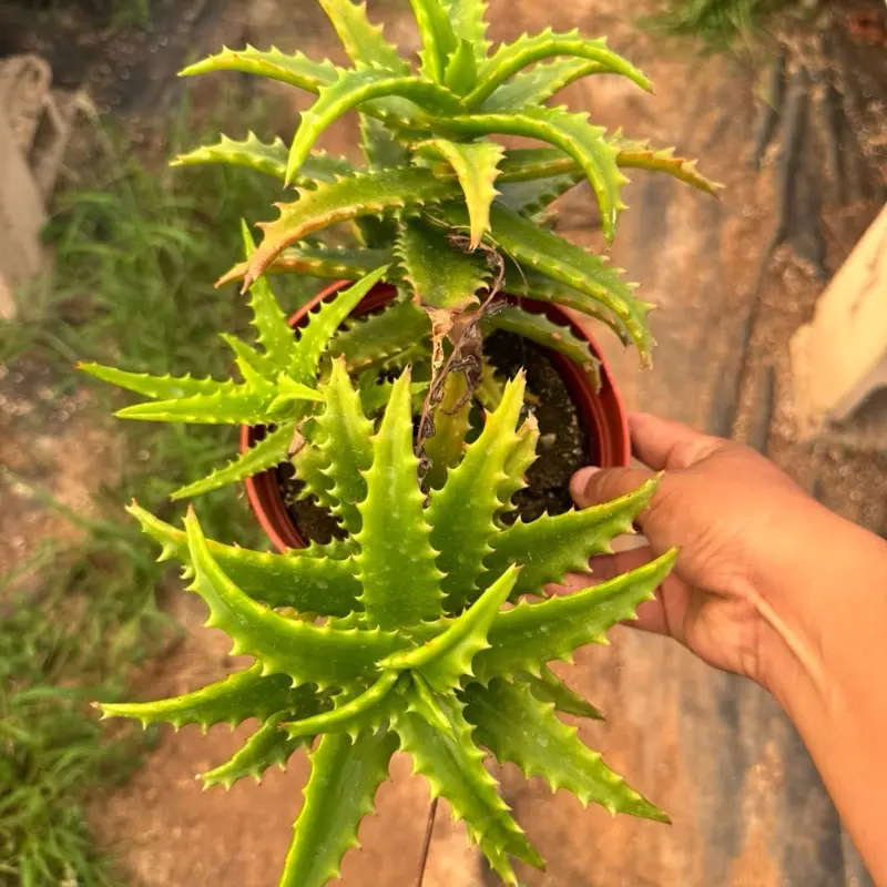 6” aloe Congolensis