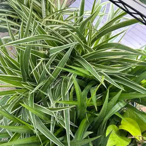 Spider Plant Chlorophytum