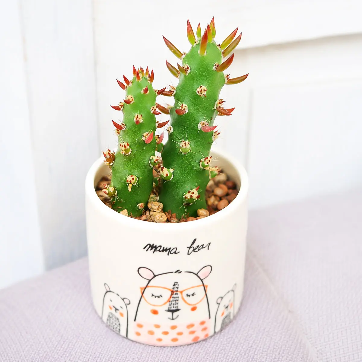 Eve's Needle Cactus - Austrocylindropuntia subulata