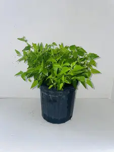 Herb Seeds PLANTA ABRE CAMINOS CON RAIZ Eupatorium villosum SW Aromatichesky Arbust Silvestre for Baños Purificadores