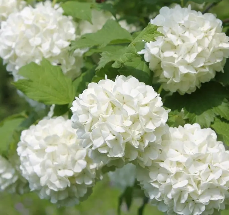 Old Fashion Snowball Viburnum Plant White Viburnum Shrub in 4 Inch Pot Viburnum Highbush Starter Plant