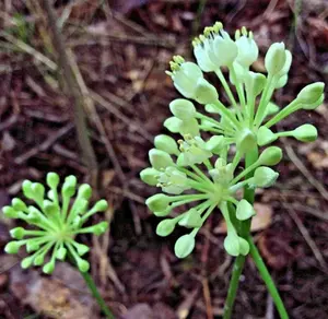90 WILD RAMPS Seeds (Allium tricoccum) Ramson Vegetable Wild Garlic Wild Leek Plant