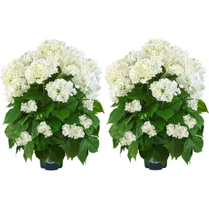 2-Pack 29" Tall Artificial Hydrangea Trees, Faux White Hydrangea Plants in Pots, Realistic Decorative Flowers for Indoor, Outdoor Porch Decor