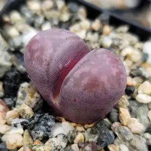 Lithops optica 'Rubra'