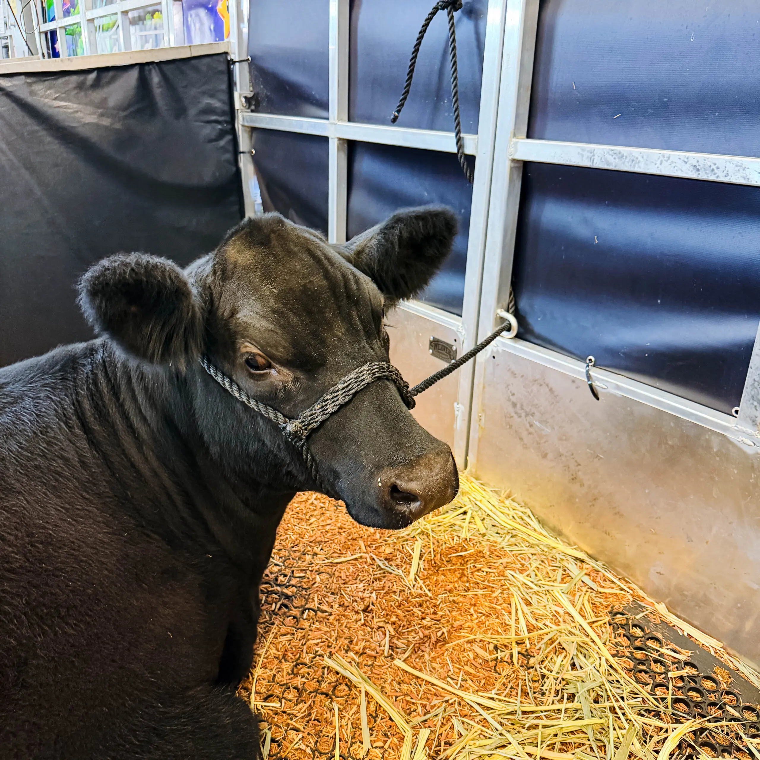 Flat Nose Rope Halter
