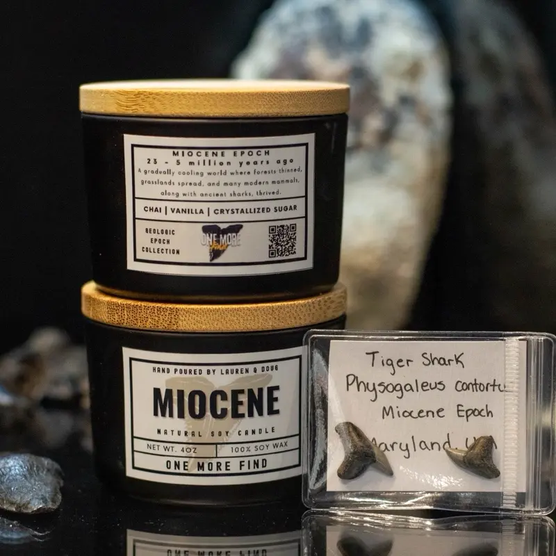 Miocene Fossil Candle Gift Set, Chai | Vanilla | Crystalized Sugar Soy Candle, Shark Teeth Specimens Included, Geology-Paleontology Gift for Enthusiasts