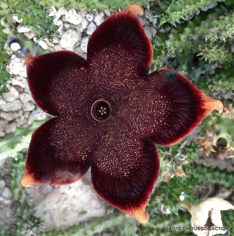 EDITHCOLEA GRANDIS, exotic huernia rare orbea succulent stapelia seed -5 seeds