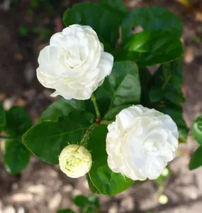 Jasmine Grand Duke in 6" Pot Pot, Fragrance, Flowers and Brilliant Green Leaves