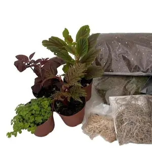 Terrarium Kit with 8 Terrarium Plants in 2" Pots