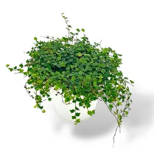 String of Frogs, 4 Inch Pot, Live Plant, Creeping House Plant