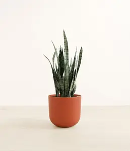 Green Snake Plant