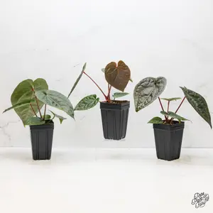 Anthurium Luxurians X 'Zara' x 'Michelle' by DocBlock® *Grower's Choice*