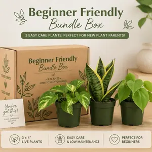Beginner Friendly  Box Bundle - 3 Assorted Plants in 4-inch Pots