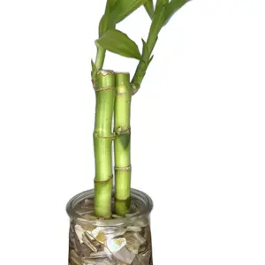 Easy to Grow Rooted Lucky Bamboo in Glass Pot