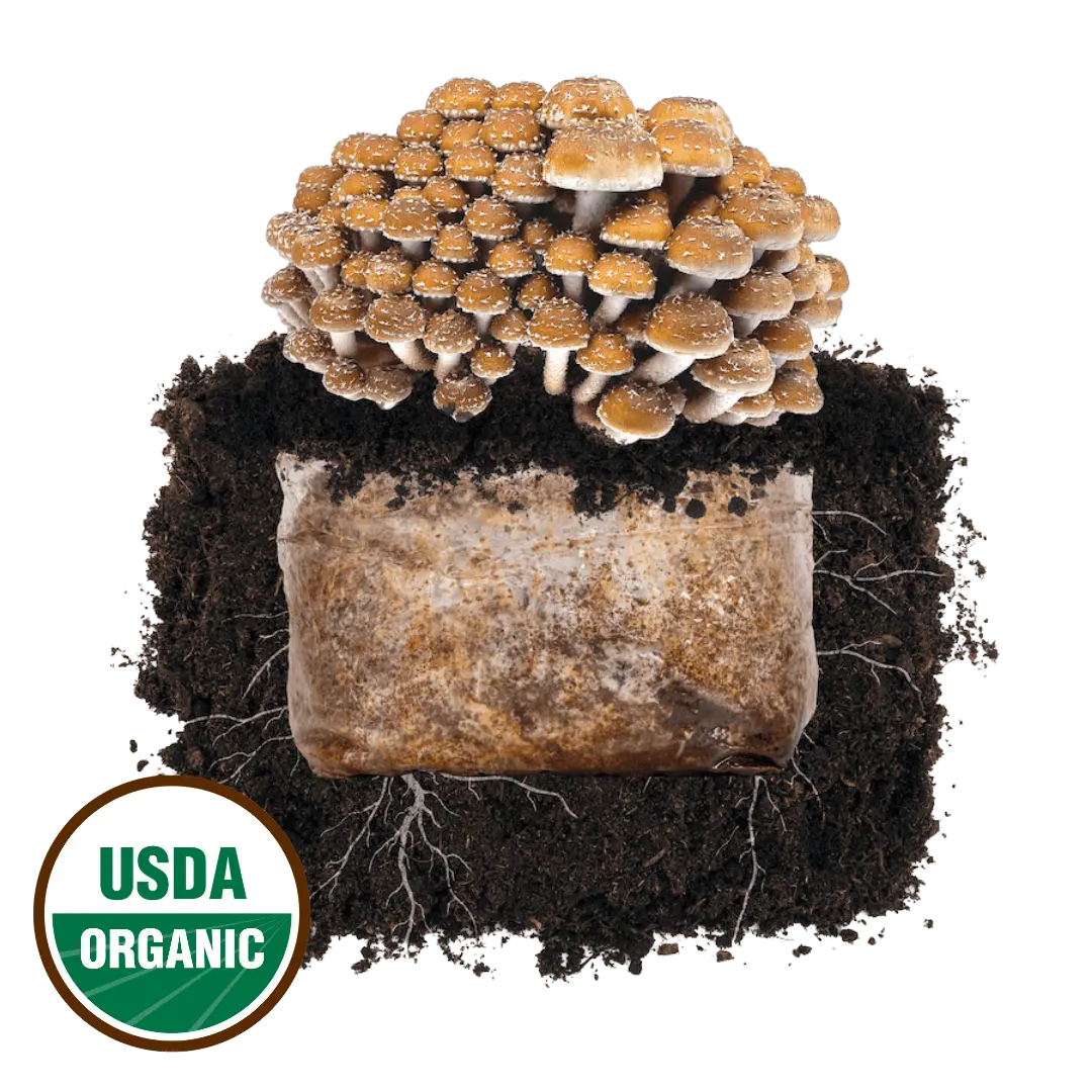 Chestnut 'Plant & Grow' Mushroom Starter Block