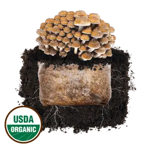 Chestnut 'Plant & Grow' Mushroom Starter Block
