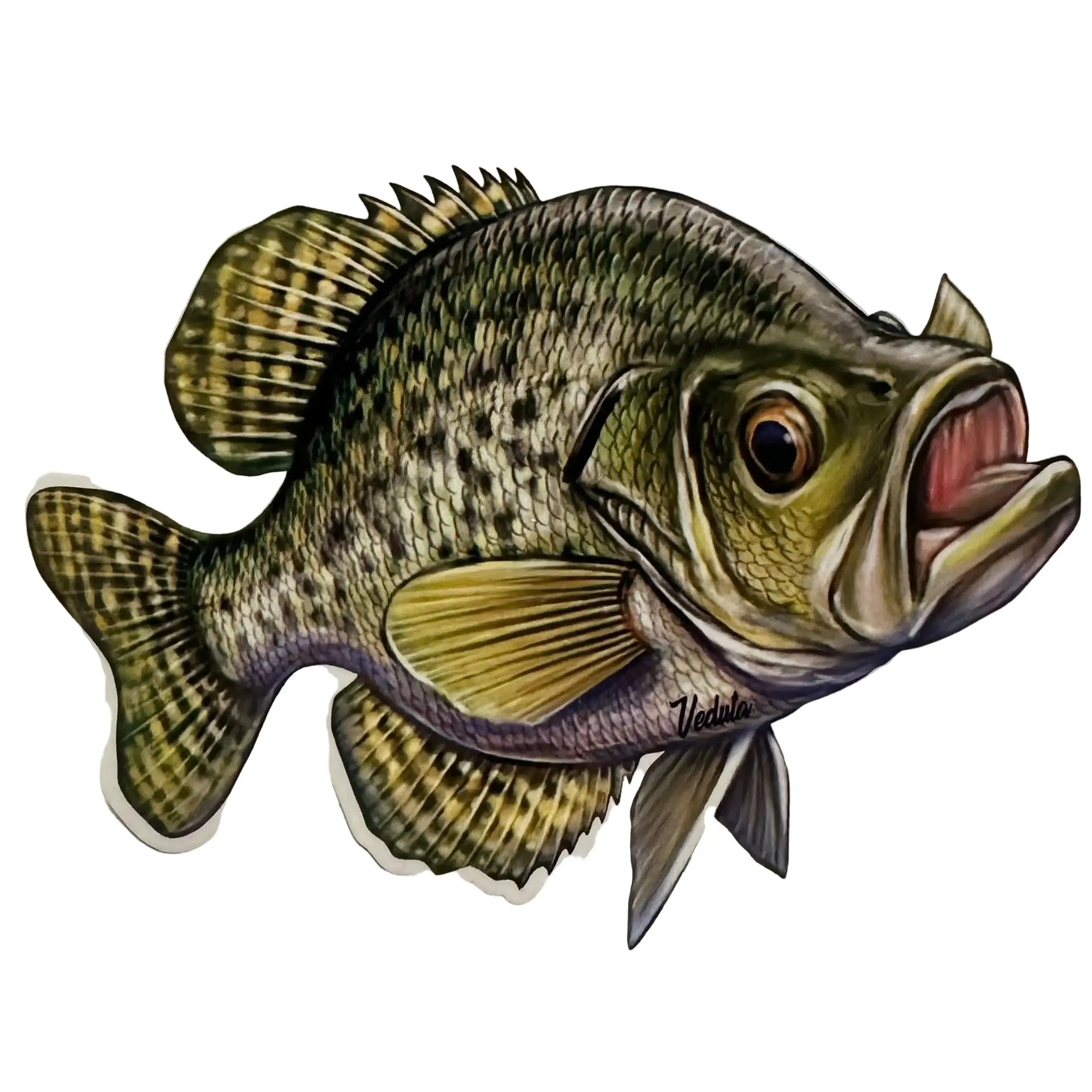Freshwater Crappie Fishing Sticker for Boats, Coolers & Outdoor Gear