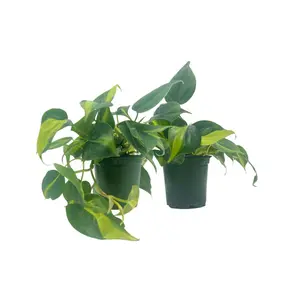 2-PK Philodendron Brasil, Philodendron hederaceum 'Brasil', Air Purifying Indoor Plant, Low Light Houseplant, Trailing Vine Plant, Easy Care Plant, 4" Pot(s)