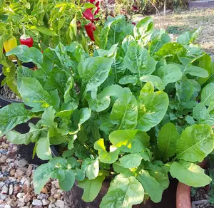 Astro Arugula Seeds