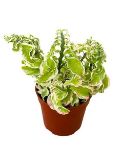 4" Curly Devil’s Backbone Variegated – Pedilanthus Tithymaloides -Live Plant