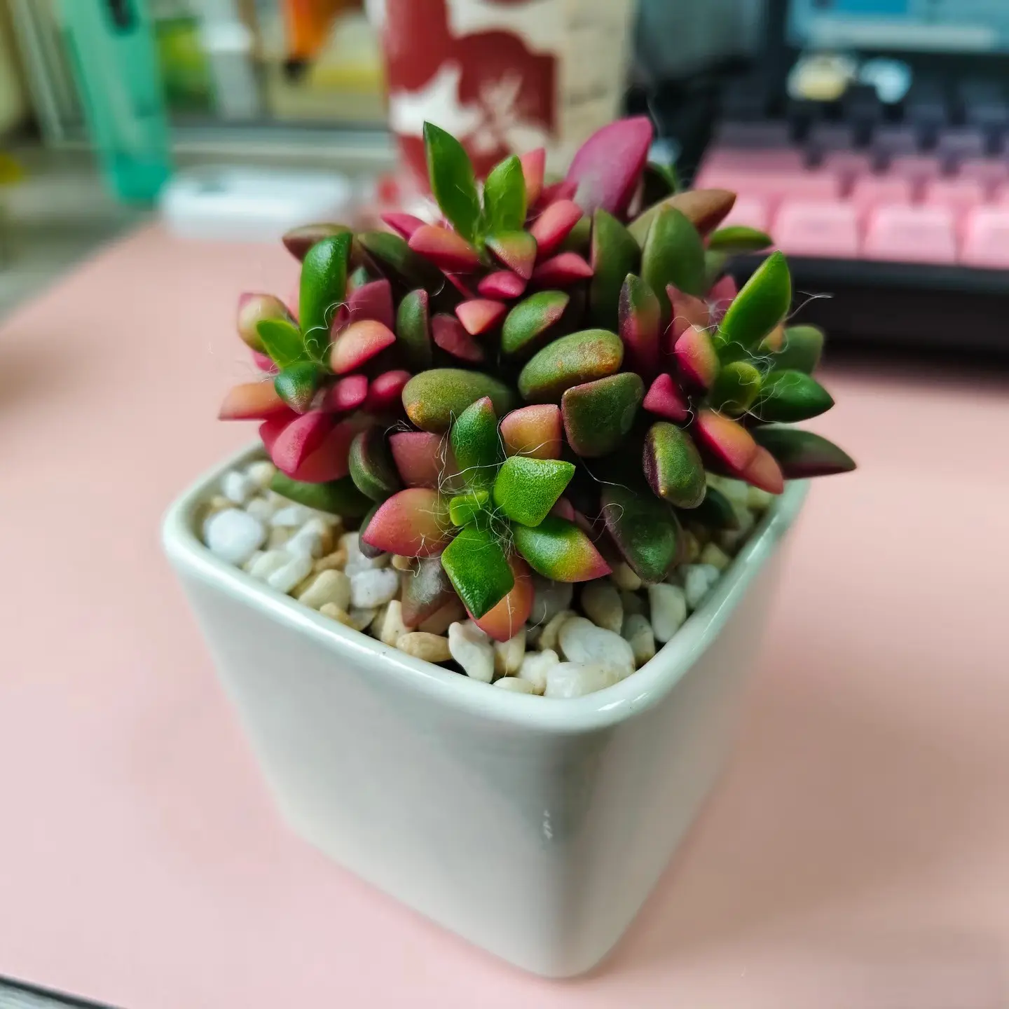 2"Live Succulent (Anacampseros sunrise) 2"Live Succulent (Anacampseros sunrise)