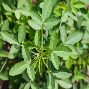 50 Seeds Fresh Chipilin Seeds Chipilin Guatemalan Seeds