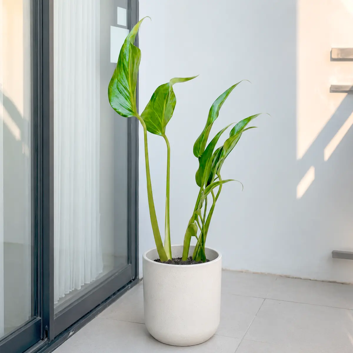 Monstera Burle Marx Flame