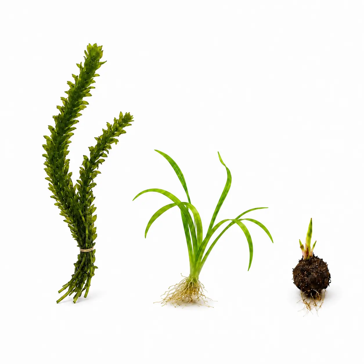 Anacharis, Dwarf Sagittaria & Red Tiger Lotus Bulb Bundle | Live Aquarium Plants
