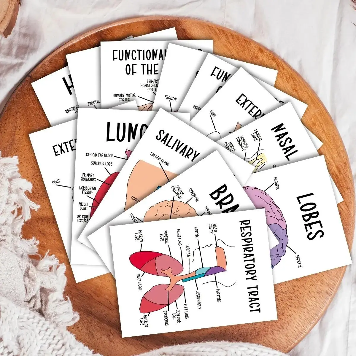 30 Human Anatomy Flashcards, Medical Staff Learning Guide, Nursing Mnemonics Cards, Anatomical Physiology Study Reference, Exam Prep, Visual Learning, Visual Stimulation Cards, Flashcards For Studying