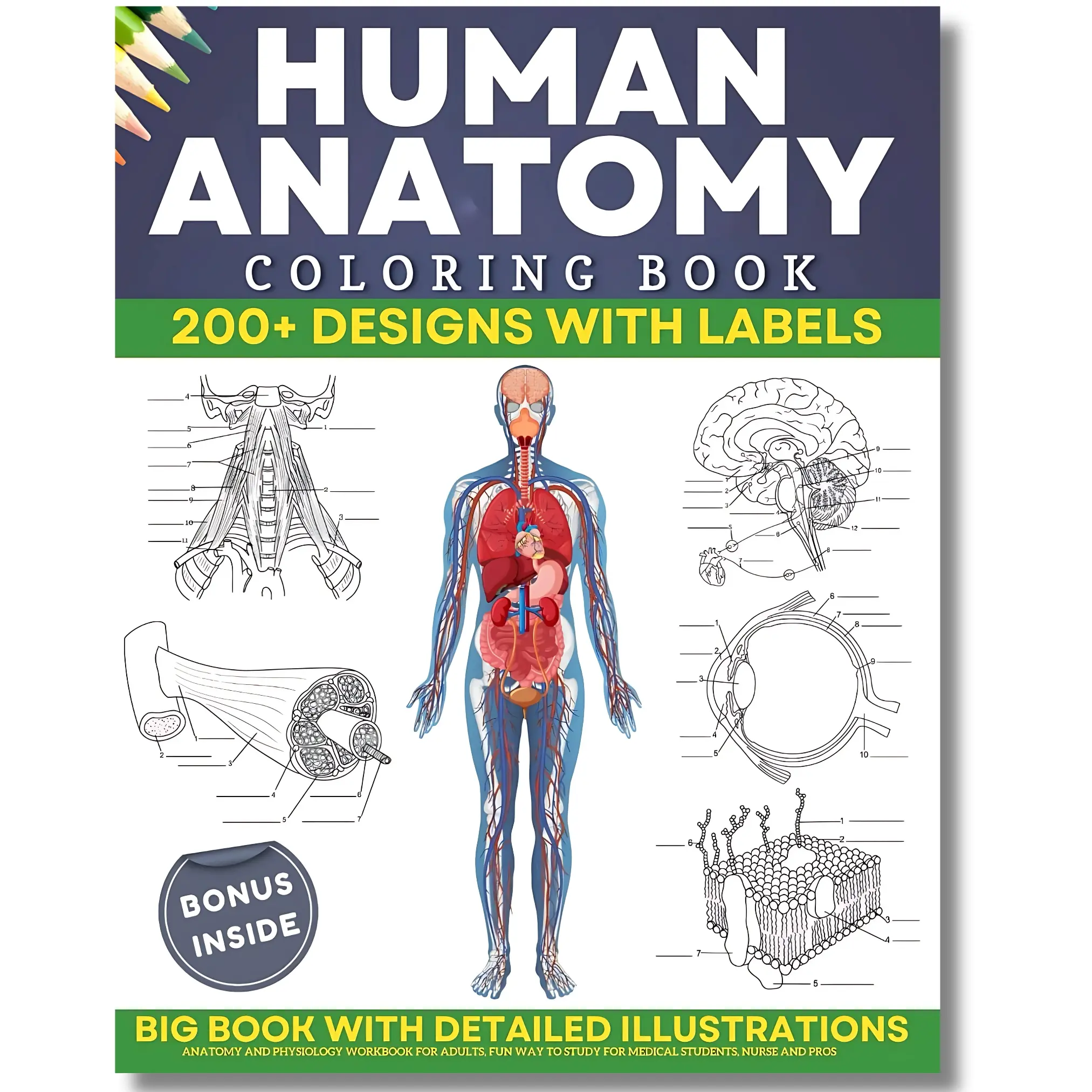 Human Anatomy Coloring Book - Paper Workbook with 200+ Detailed Illustrations, Easy-to-Read Anatomy and Physiology Content, Body Labels for Medical Students, Aiding Learning and Studying of the Digestive System