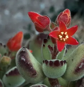 Variegated Bear Paw Succulent Cotyledon tomentosa 2"Pot