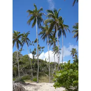 Martinique - Caribbean Beauty and French Charms: A 10 Day Itinerary to Camping, Surfing, Climbing, Hiking, and Zip-Lining