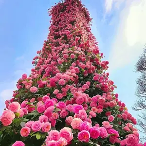 300+ Garden Climbing Rose Seeds | Mixed Color Flower Seeds for Outdoor Planting – Ideal for Soil, Trellis & Fence