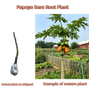 Heirloom Papaya Bare Root Tree – 5-6 Years Old Mature Plant, Healthy Root System, Perennial, Cold & Drought Tolerant, Patio & Pot Friendly