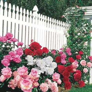 Jumbo Mixed Colorful Peonies Flowers - 4 Bulbs- Colorful Red, White & Pink Peony Flower Collection - Attracts Butterflies, Bees & Hummingbirds - These Double Blooms Measure Over 7 inches in Diameter - Great Gift!