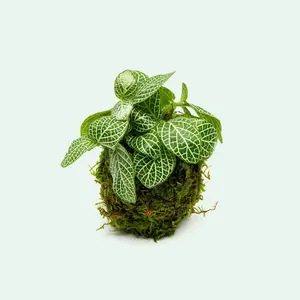 Fittonia Albivenis on Christmas Moss Clay Ball
